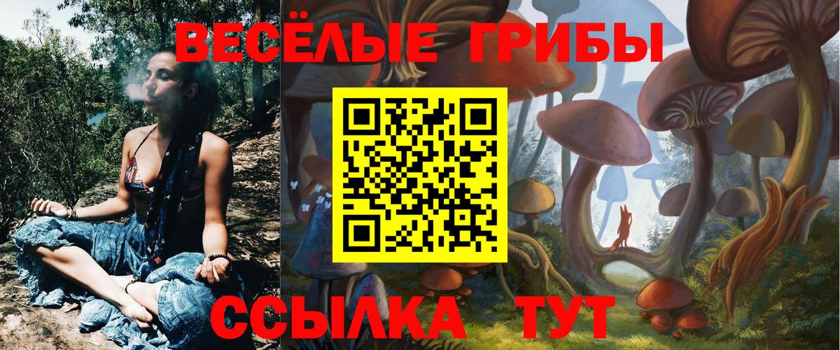 Энгельс  хочу   Вход с VPN  Галлюциногенные грибы Psilocybine cubensis 